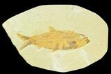 Bargain, Fossil Fish (Knightia) - Wyoming #126235-1